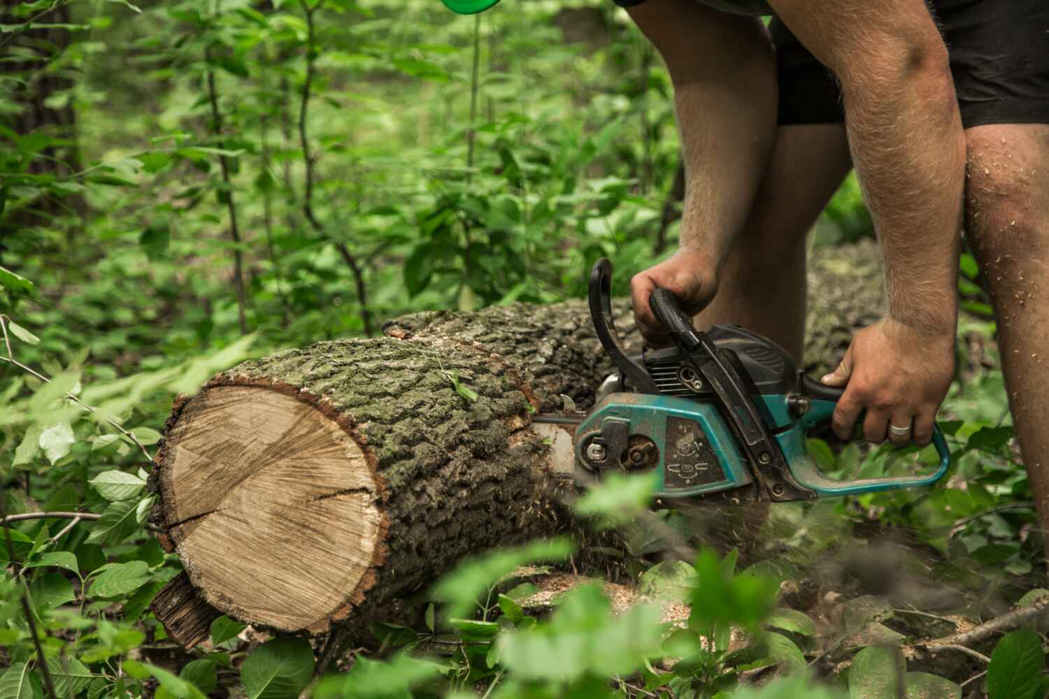 The Steps Involved in Our Tree Care Process in Holdenville, OK